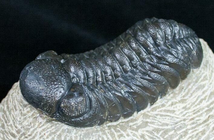 Bargain Phacops Trilobite Fossil - #9733